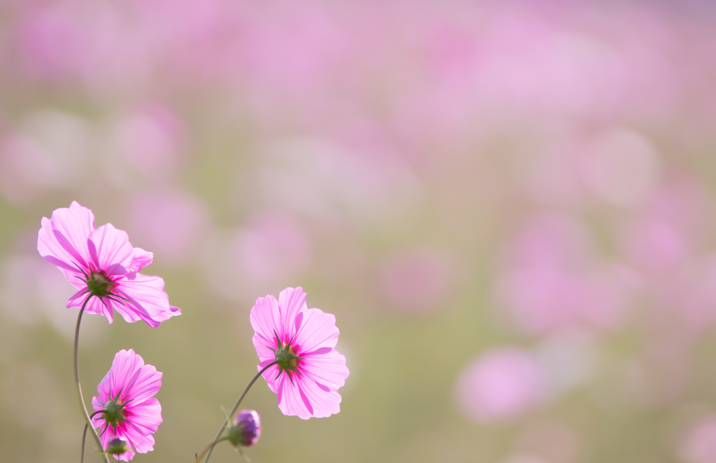 pink cosmos..♡