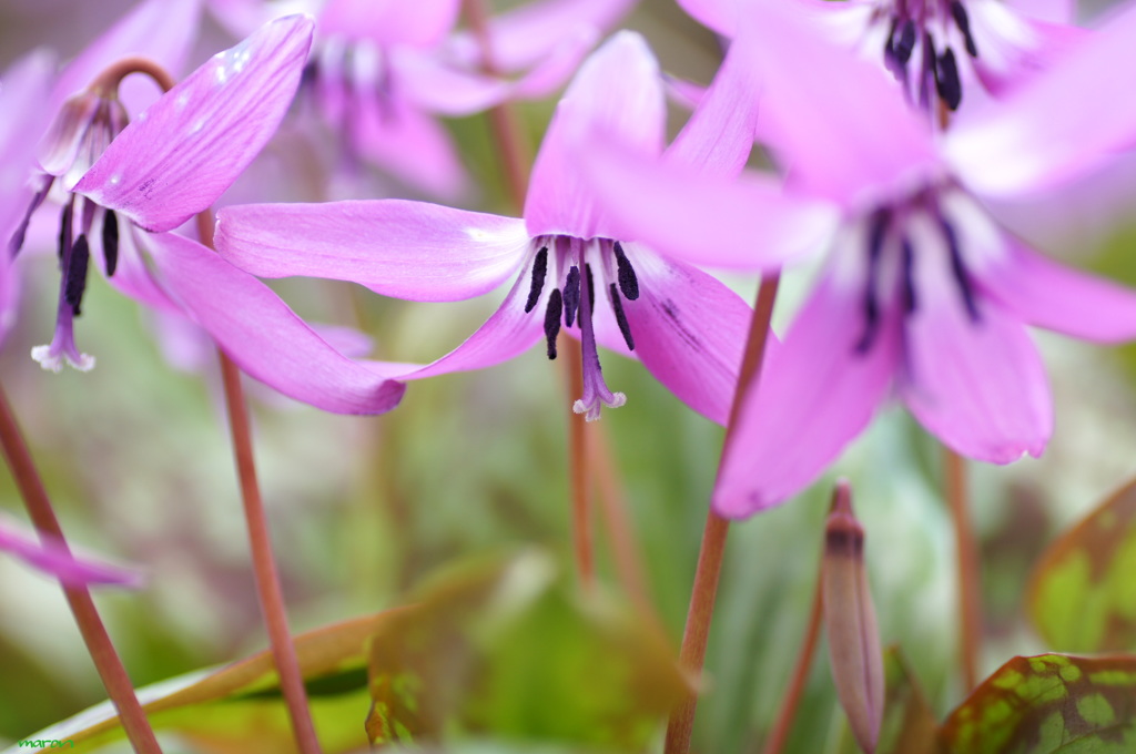 カタクリの花