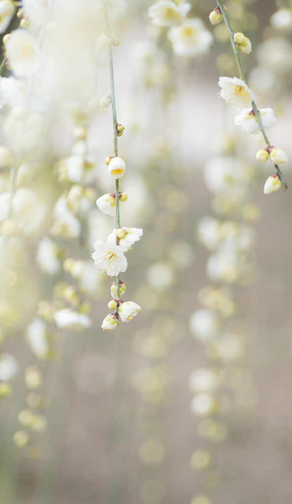 White..*