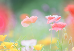 Poppy..♪