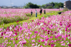 秋桜を楽しんで～♪