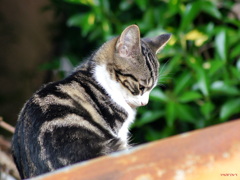 こねこ