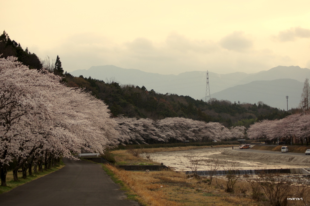 桜並木＊