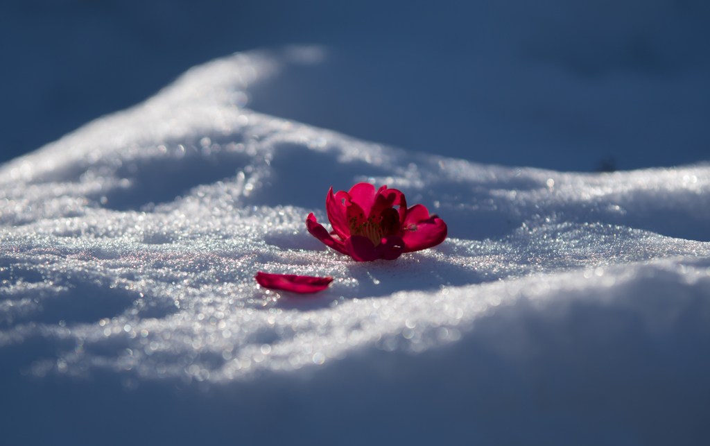 Snow flower..＊