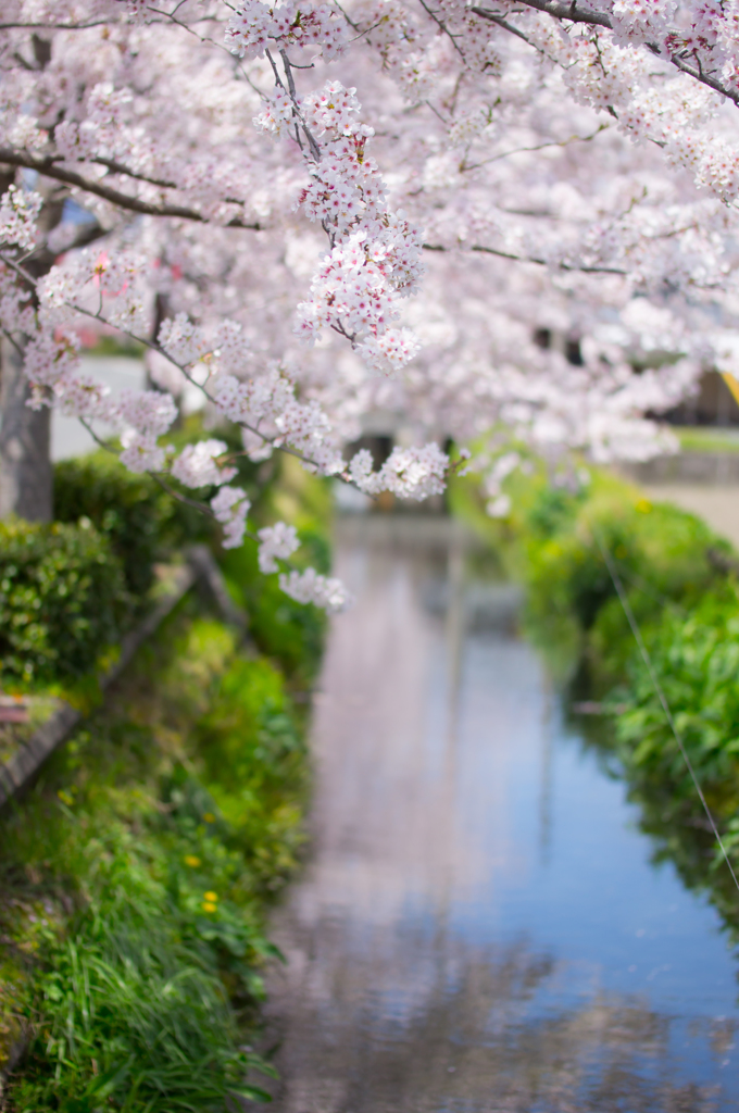 小川の桜