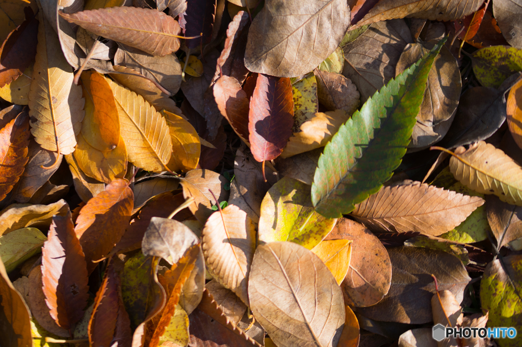 Fallen leaves