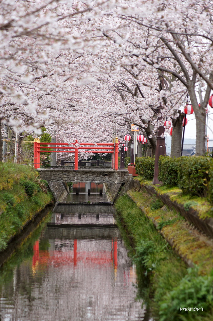 赤い橋の桜