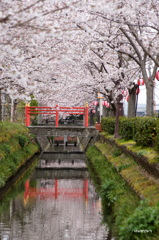 赤い橋の桜