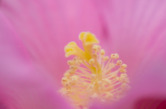 pink～*