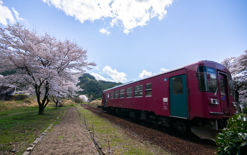 sakura。テツ
