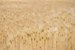 Wheat