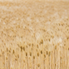 Wheat
