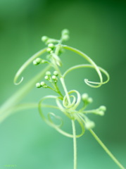 絆