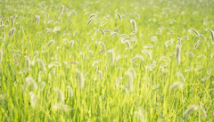 green...