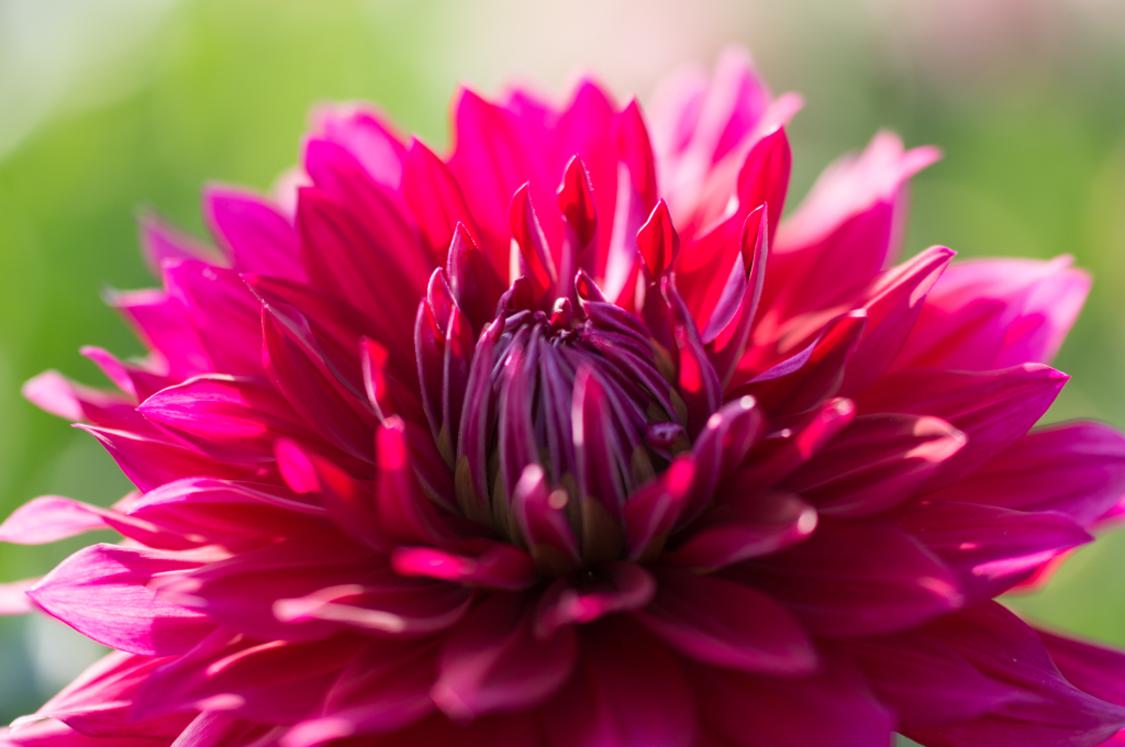 Dahlia