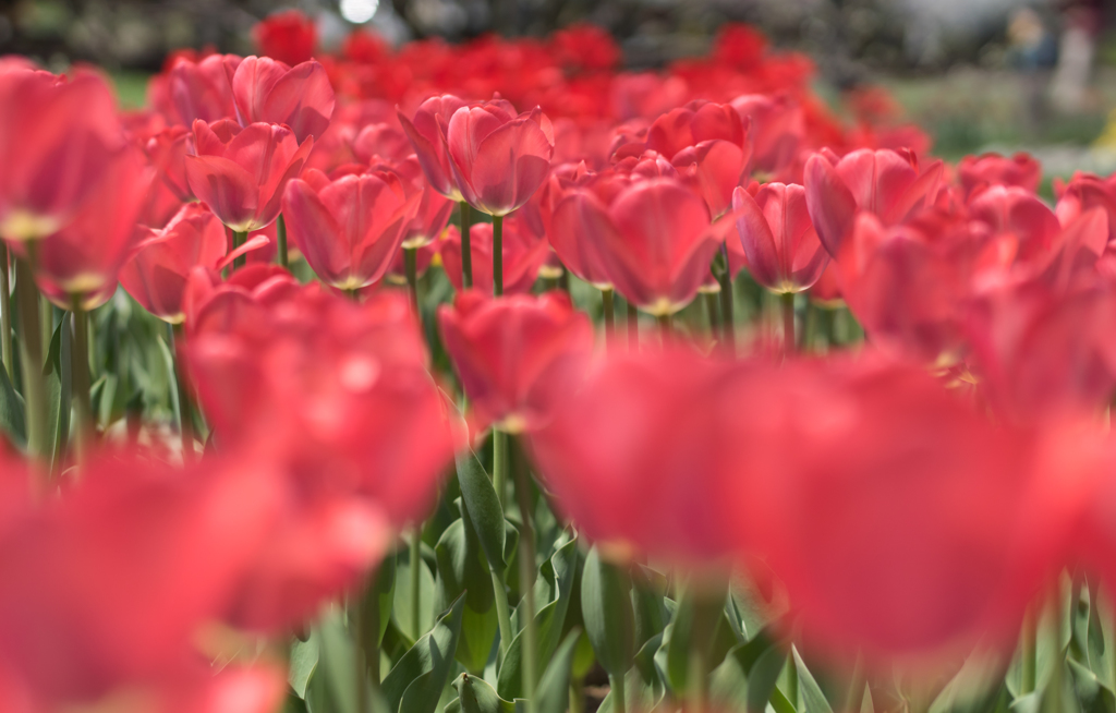 Red tulip