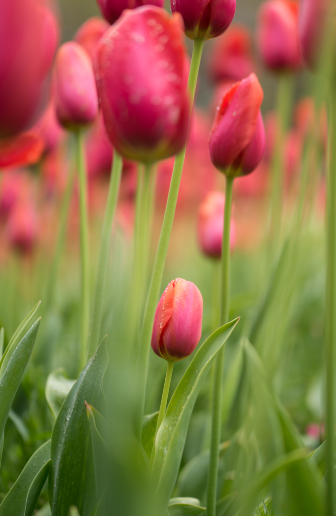 red tulip