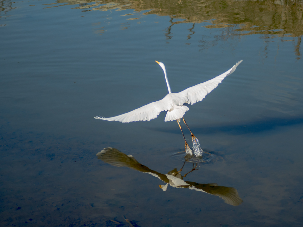 a bird flying away