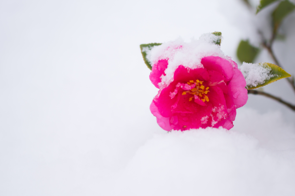 pink Camellia