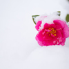 pink Camellia