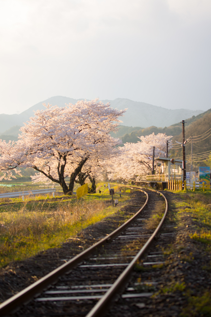 サクラ鉄道