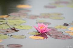 Water Lilies