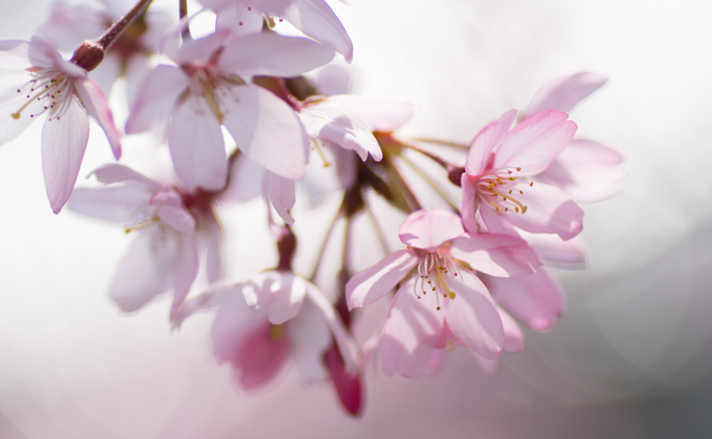 cherry blossom✲