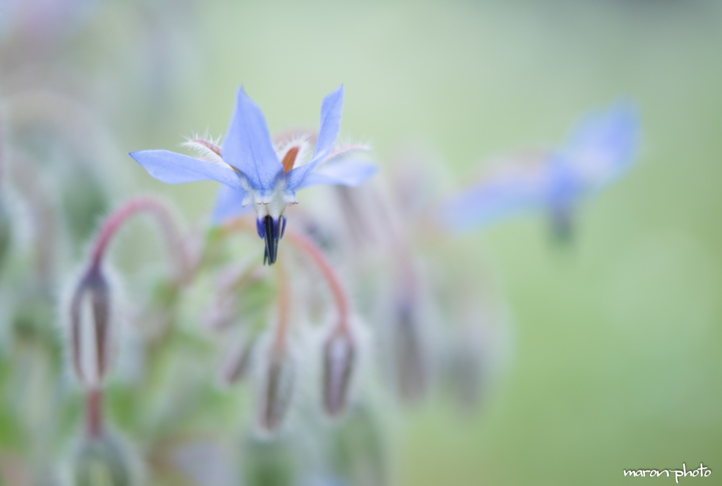 borage