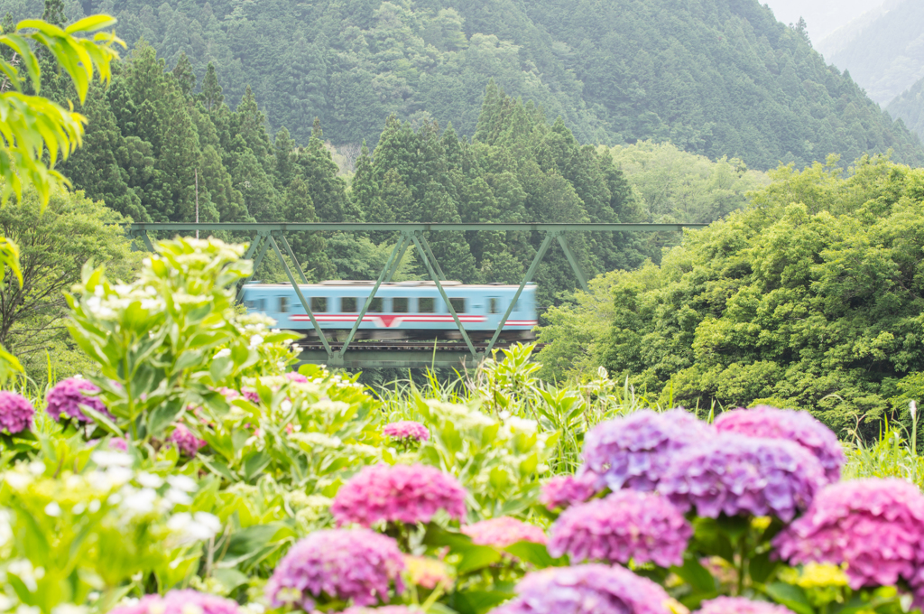 紫陽花と樽鉄。