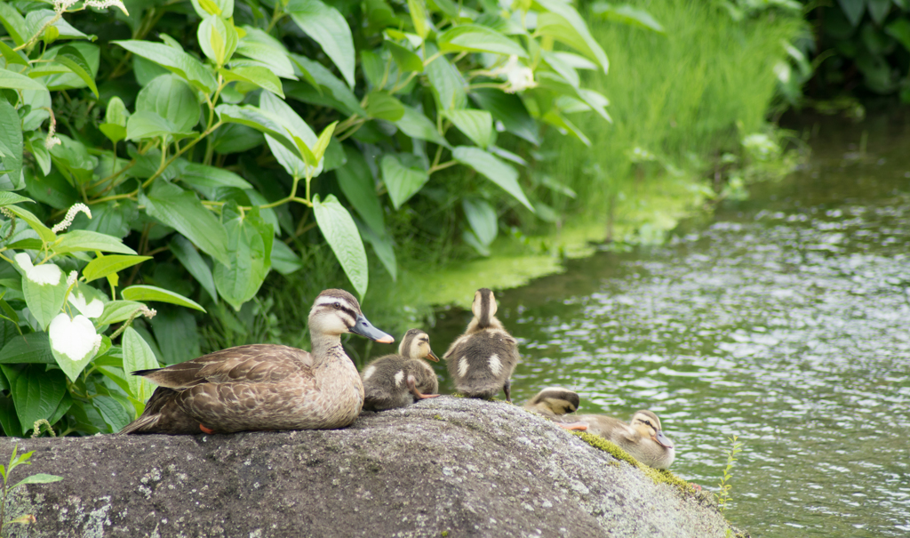 Spot-billed duck♡