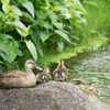 Spot-billed duck♡