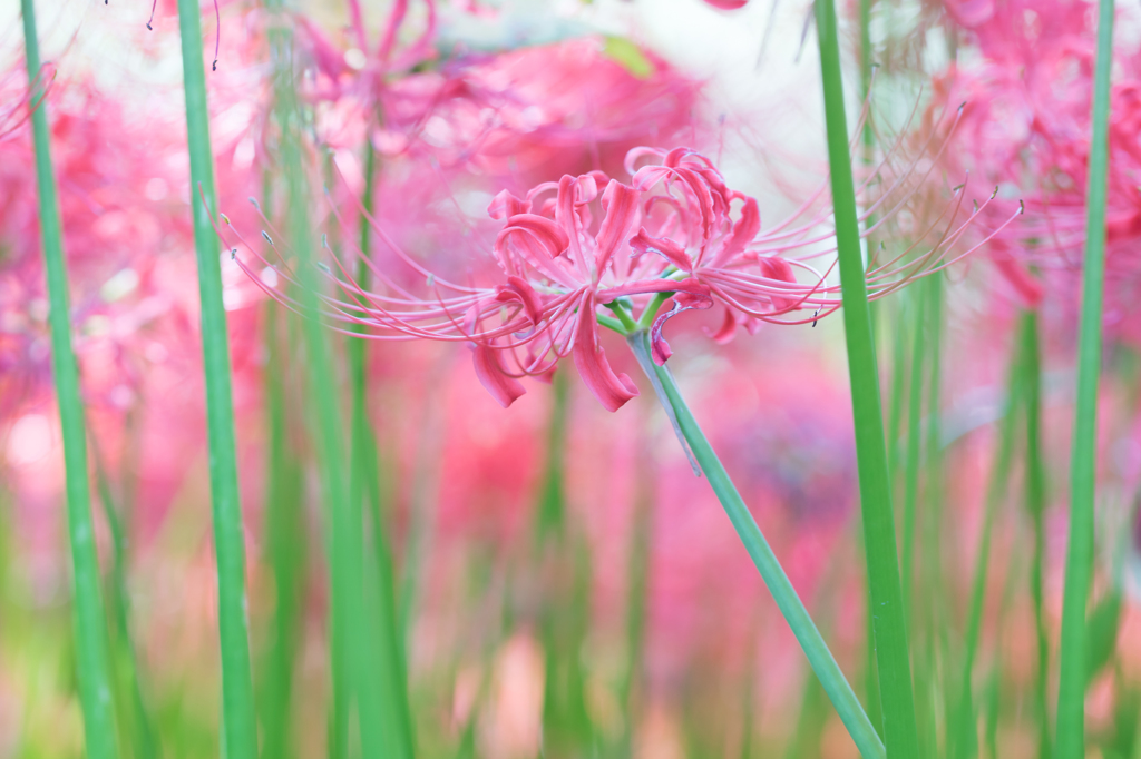 Autumn flowers