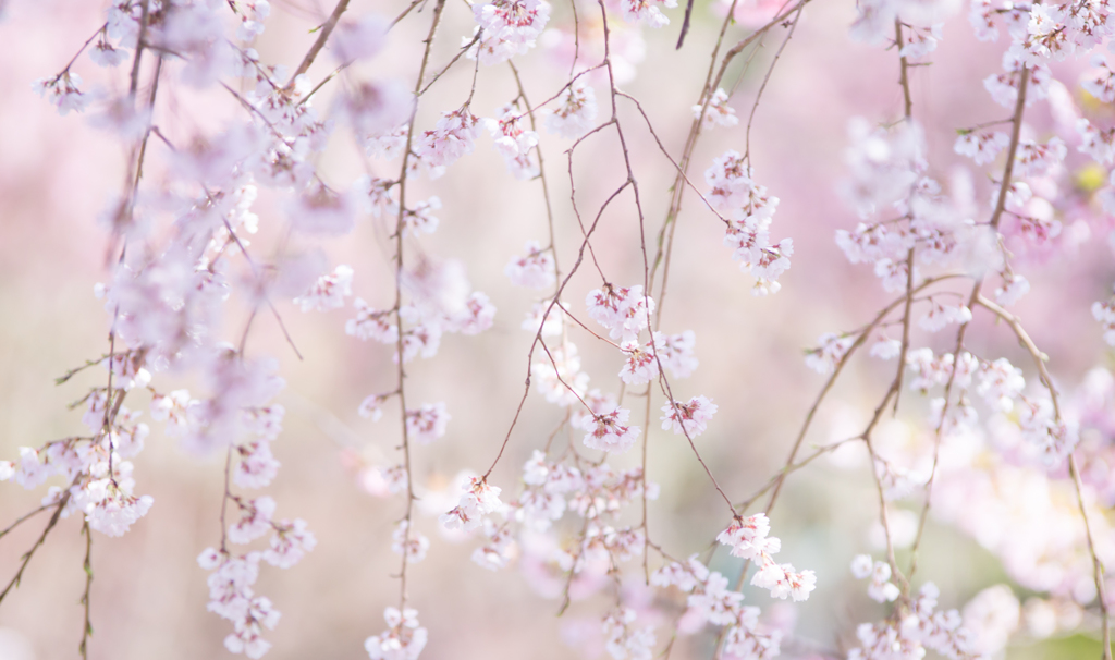 sakura❀
