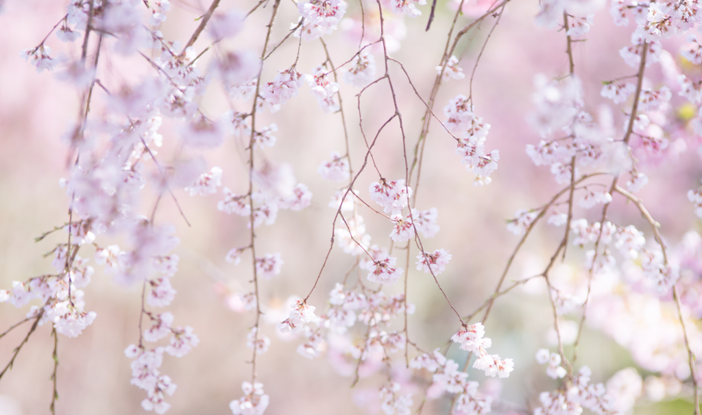 sakura❀