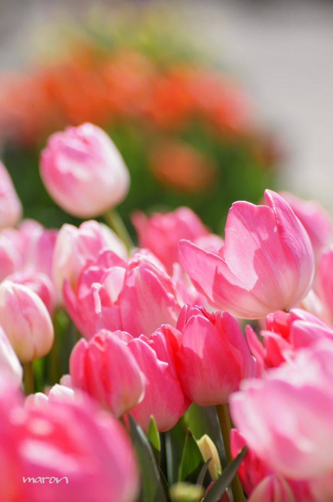 tulip*