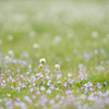 White Clover
