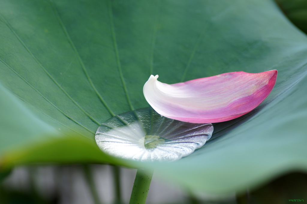 花びらを浮かべて＊*。