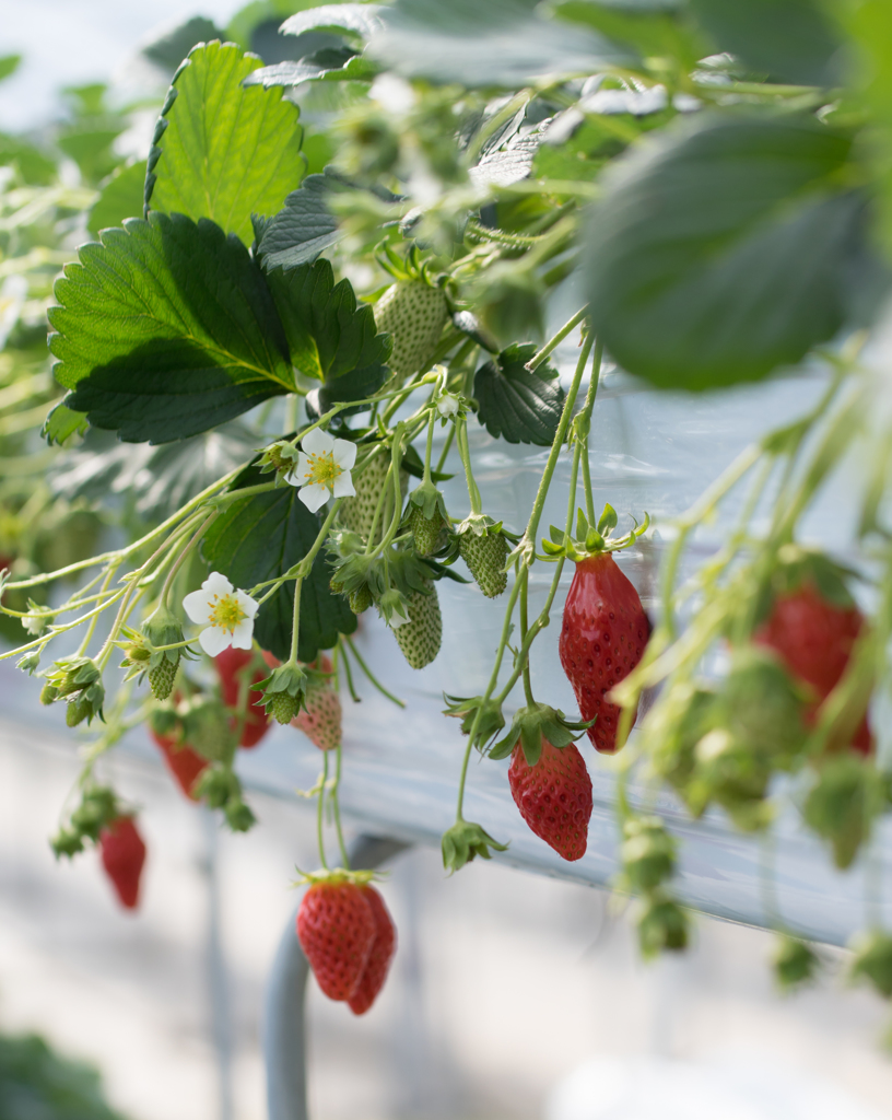 Strawberry..♡