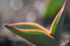 Tulip leaves