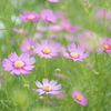 cosmos～♪