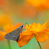 Orange♡