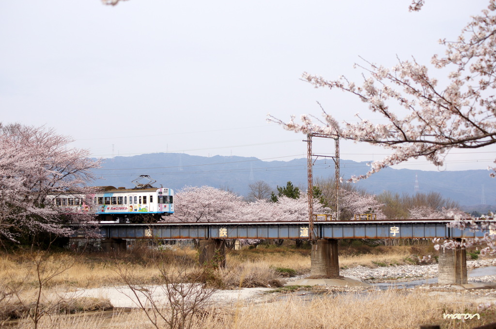 桜の咲く時