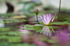 Water Lilies