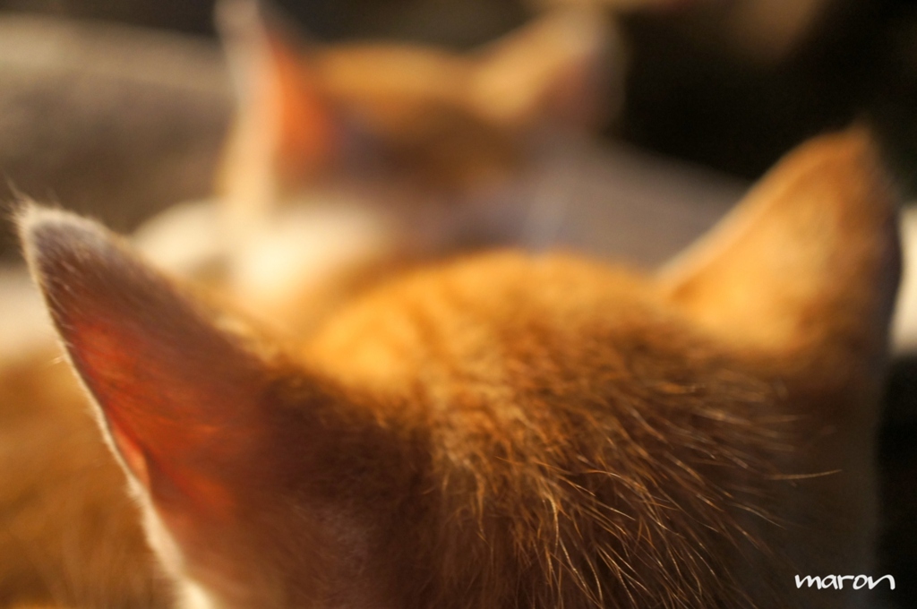 *。ねこみみ*。