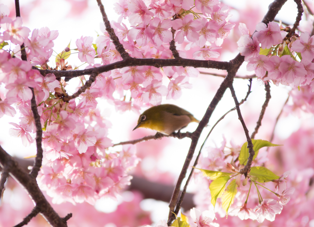 ♪..Sakura..♪