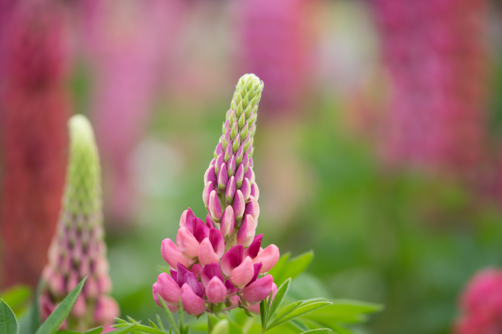 lupinus...