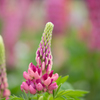 lupinus...