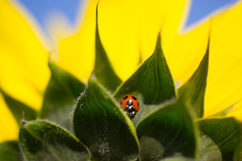 ladybird..*