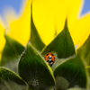 ladybird..*