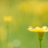 after the rain..。